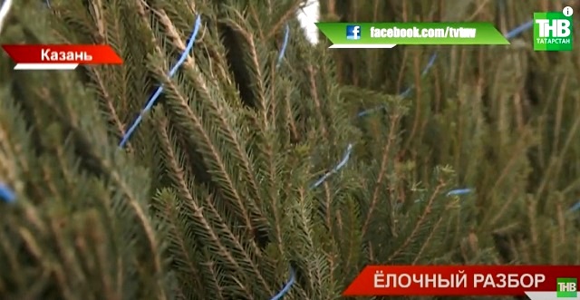 Шәһәр мэриясе казанлыларны Яңа елга куелган чыршыларны эшкәртүгә тапшырырга өндәде