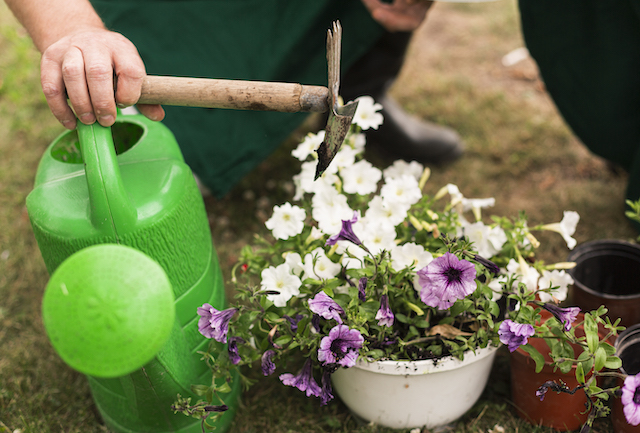 Дачникам Татарстана ответили, какие цветы лучше сажать осенью