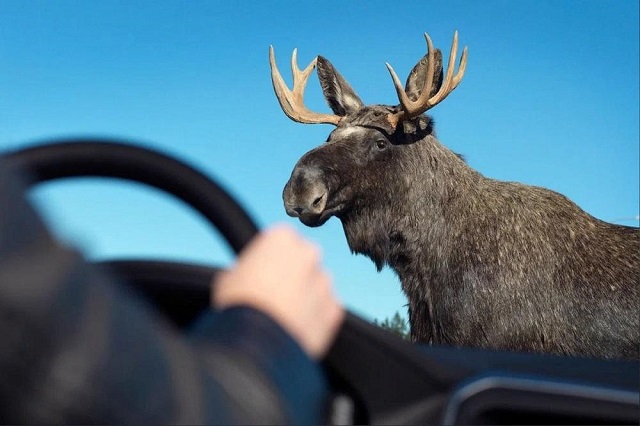 «80 000 рублей за сбитого лося»: жителям РТ рассказали как действовать при ДТП с животными