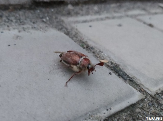 Эксперт КФУ: хрущи безвредны для человека, но опасны для сельского и лесного хозяйств