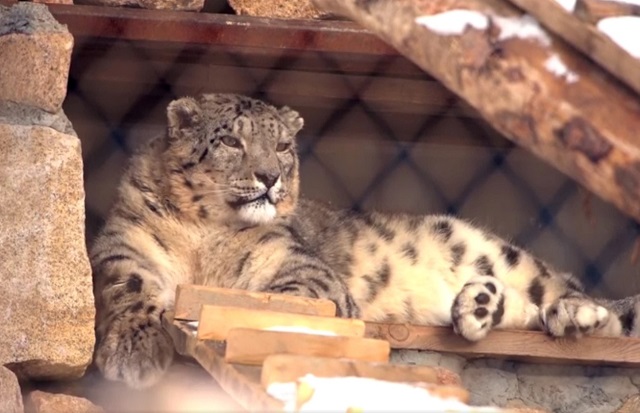 Количество снежных барсов в России увеличилось с 10 до 87