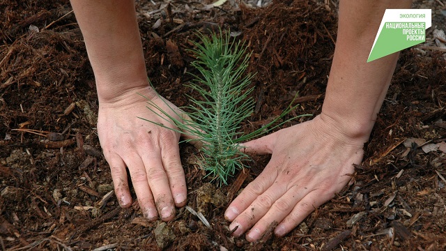 В Татарстане завершили работы по лесовосстановлению в рамках нацпроекта