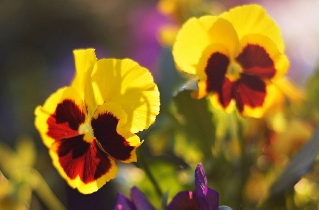 Элеккечә эссе: 9 июльдә Татарстанда һава +33 градуска кадәр җылыначак