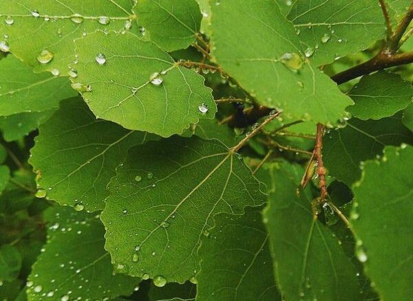 Дожди, грозы и град: жара в Татарстане уступила место прохладе и сырости