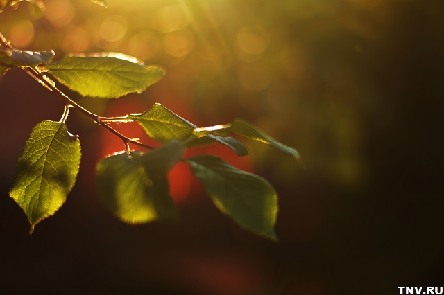 Грядет жара до +28 градусов: прогноз на ближайшую пятидневку в Татарстане