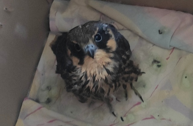 Изящного чеглока и миниатюрную мухоловку спасли в Татарстане