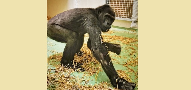 Горилла по имени Квабена появилась в зоопарке «Река Замбези» в Казани – видео