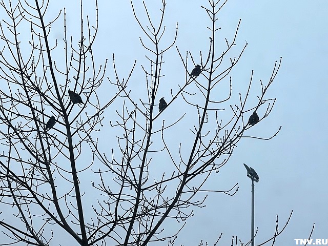 В праздничную неделю в Татарстане потеплеет до +2 градусов