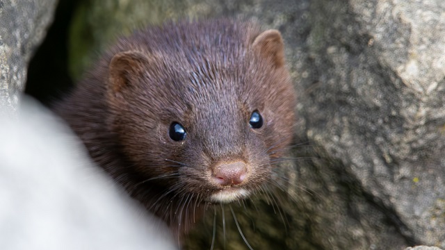 Неожиданный гость: в Казани спасли американскую норку, забредшую в подъезд многоэтажки