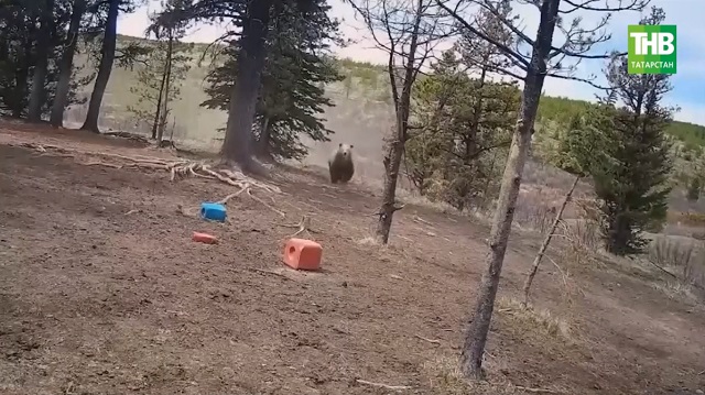Медведица держит в страхе жителей целого поселка в Татарстане