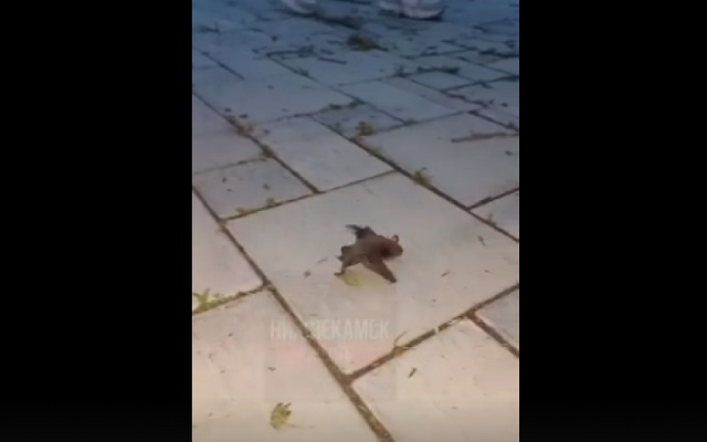 Гуляющую летучую мышь сняли на видео в Нижнекамске