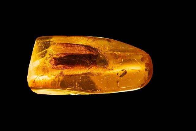 Янтарь с идеально сохранившимся тараканом возрастом 35-40 млн лет обнаружили в РФ