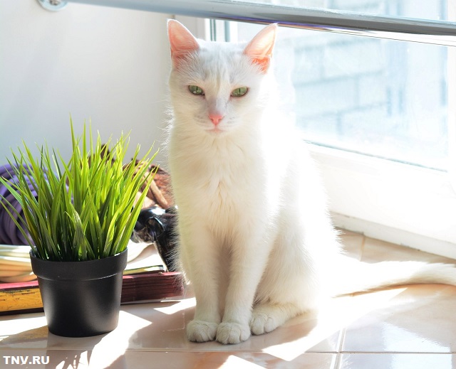 Северный антициклон понизит градус жары в Татарстане в середине недели