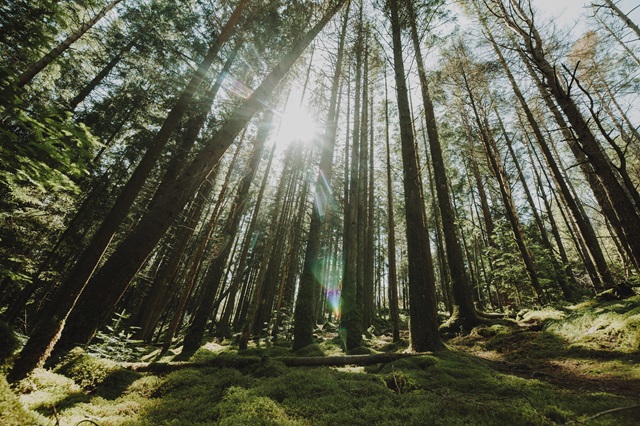 В Татарстане в рамках нацпроекта восстановили 324 гектара лесов