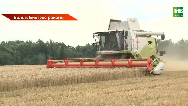 Урак өсте: Быел Татарстанда бөртекле һәм кузаклы культуралар 1 миллион 168 мең гектарда чәчелгән