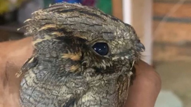 В Казани на стройке нашли раненую краснокнижную птицу