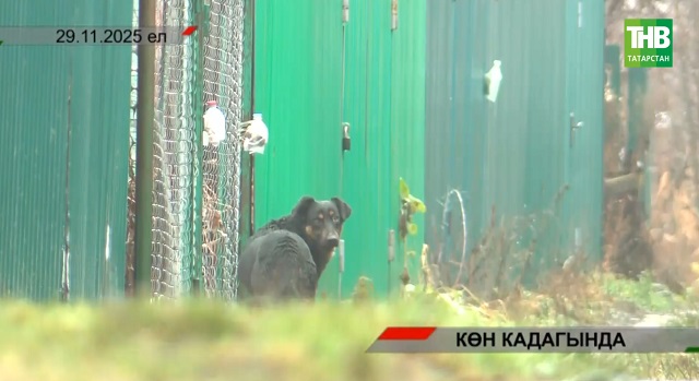  Россиядә 2024нче елда 27 баланы этләр талап үтергән: бу проблема нишләп хәл ителми? | Адымнар