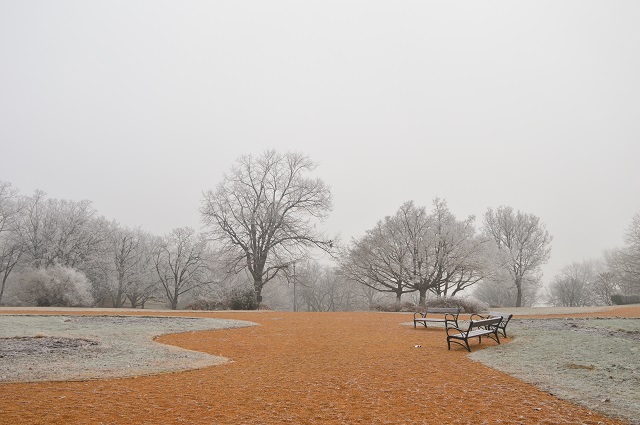 Выпадет ли снег до конца недели в центре России, ответили в Гидрометцентре