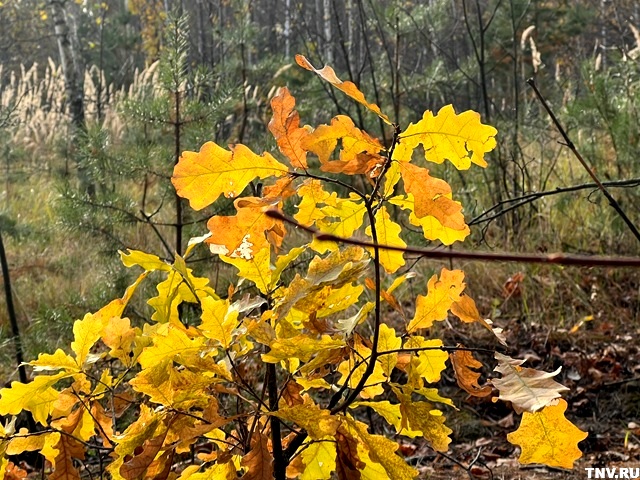 Невероятное октябрьское тепло до +19 градусов ждет Татарстан: погода недели