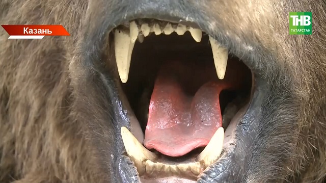 На хищника с лицензией: в Татарстане могут разрешить добычу медведей