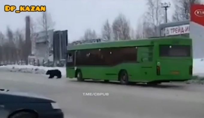 Автобус сбил медведя, гнавшегося за мужчиной – видео