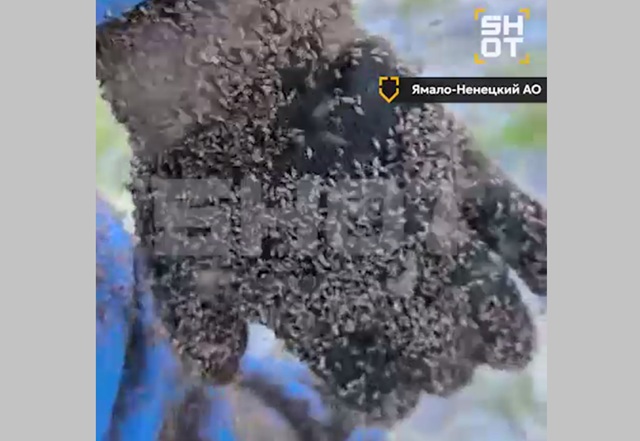 Комары и мошки атакуют четыре региона России – видео