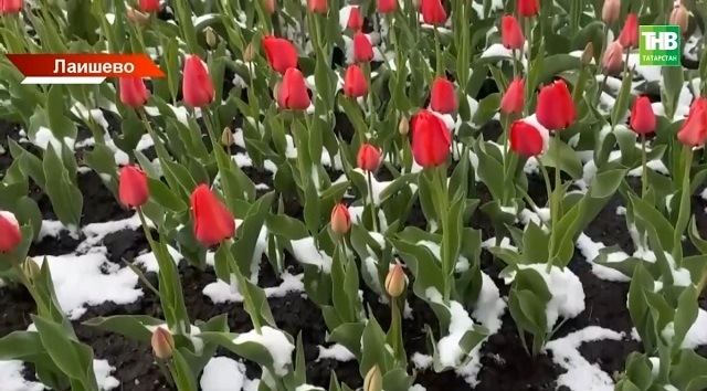 Черемуховые холода: кому угрожают заморозки и когда тепло вернется в Татарстан