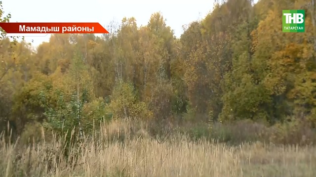 Мамадыш районында көрән аю 9 сарыкны ботарлап ташлаган