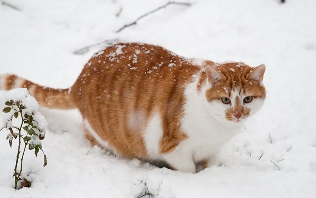 Небольшое ослабление мороза ожидается в Татарстане в начале недели