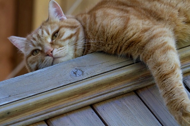 25 август Татарстанда кабат +33 градуска кадәр кыздырачак