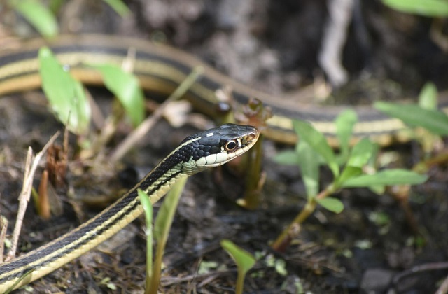 «Никакие химикаты не сработают идеально»: герпетолог — о защите от змей на даче