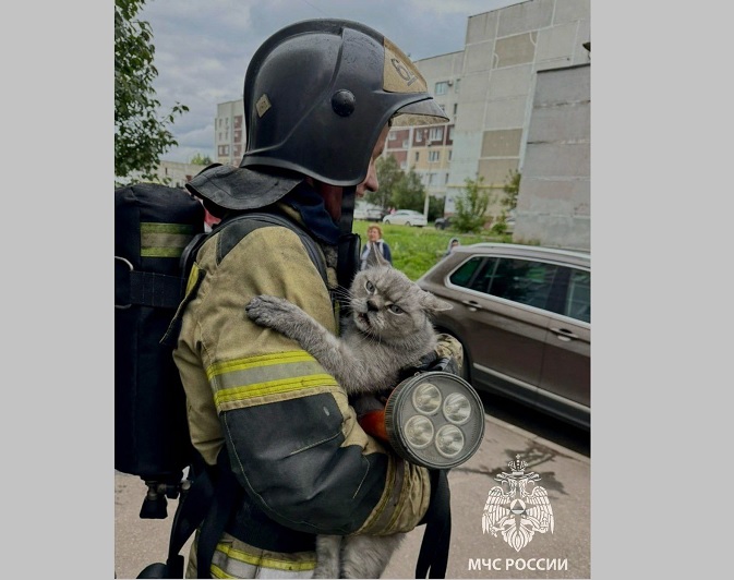 В Татарстане пожарные спасли кота из задымленной квартиры