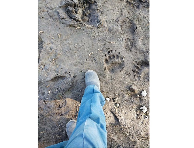 Лаеш районында аю эзләренә тап булганнар