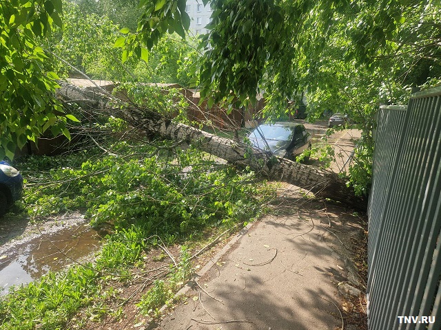 Упало дерево, отключились светофоры: татарстанцы поделились последствиями непогоды