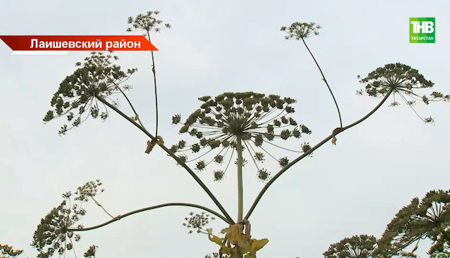 Штраф до 700 000 рублей: дачникам Татарстана рассказали о наказании за опасные растения