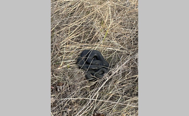 В Татарстане проснулись змеи