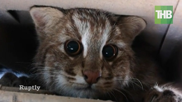 Видео: дикий зверь проник в машину женщины, остановившейся в лесу ради фото