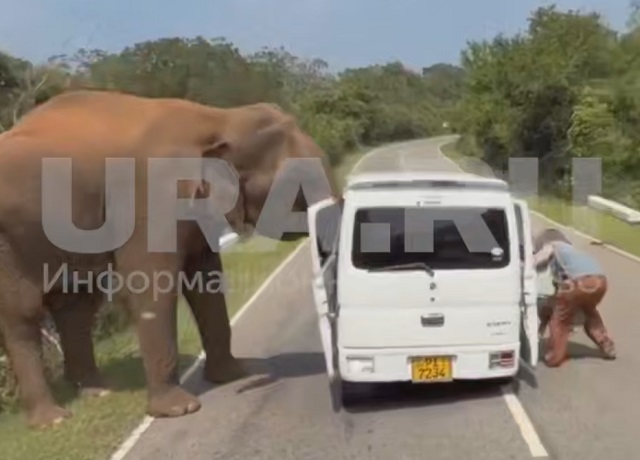 Разъяренный слон атаковал машину с семьей из Казани на Шри-Ланке - видео