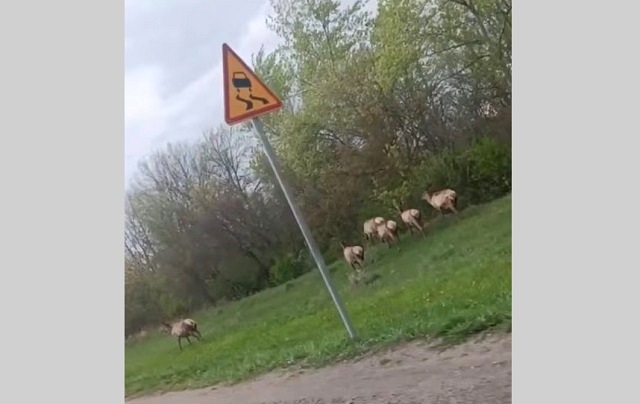 Стадо оленей сняли на видео у трассы в одном из районов Татарстана