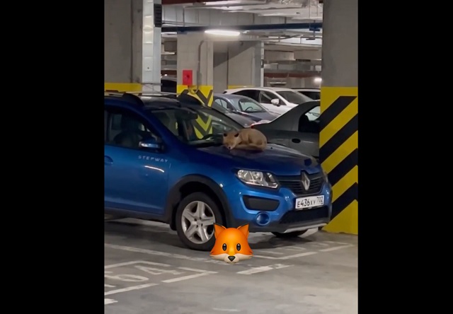 Видео со спящей на авто в подземной парковке Иннополиса лисой растрогало татарстанцев