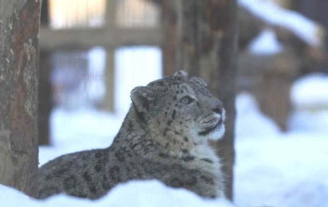 Аминов рассказал, как у Минниханова родилась идея по сохранению снежных барсов на Алтае