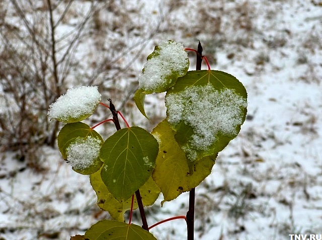 Первый снег после аномальной жары обещают Татарстану на этой неделе
