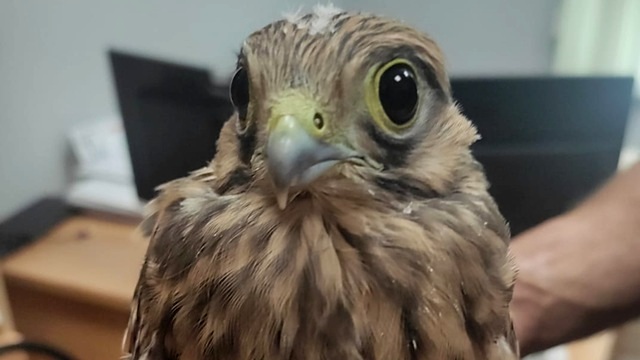 Здоров и полон сил: птенца краснокнижной пустельги спасли в Казани