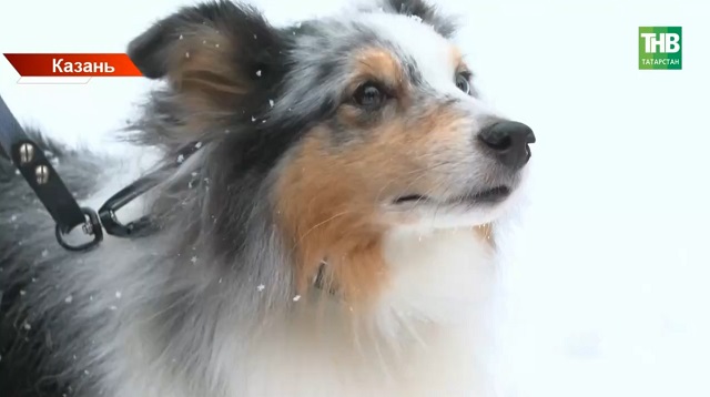 Чип или штраф: в Татарстане стартовали массовые проверки домашних животных
