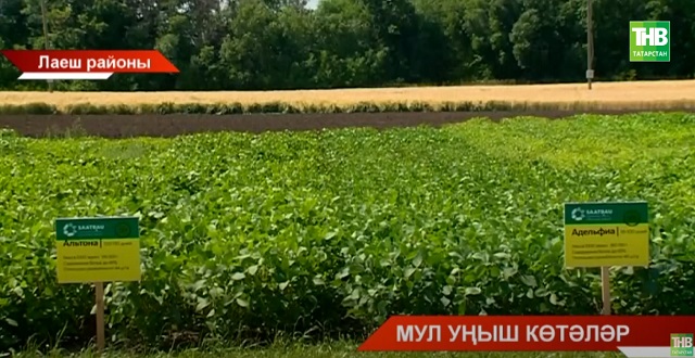 Лаеш районында авыл хуҗалыгы өчен алдынгы технологияләрне тәкдим иттеләр - видео