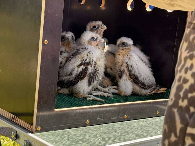 Птенцы сокола-балобана прибыли в Камское Устье для восстановления популяции