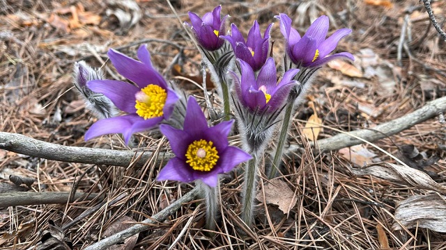 Всегда непредсказуемо: ядовитая сон-трава зацвела в двух районах Татарстана