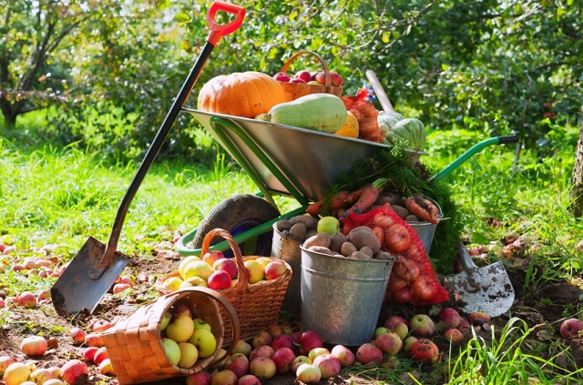 Эксперт спрогнозировал обвал цен на овощи и фрукты в августе