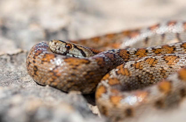 Что делать, если укусила змея, объяснили жителям Татарстана