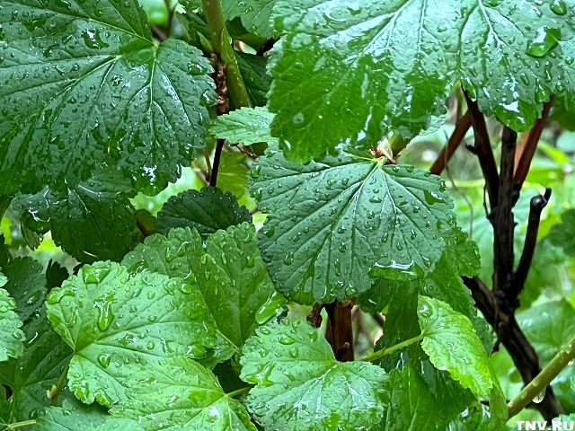 Лето задерживается: чего ждать от погоды в Татарстане на экваторе мая